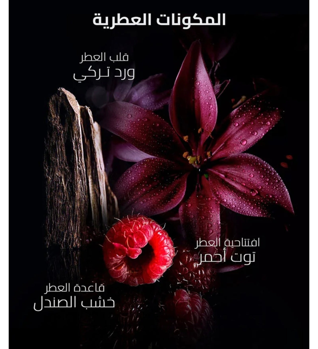 عطر كوتون سي 75 مل من براند اوسما